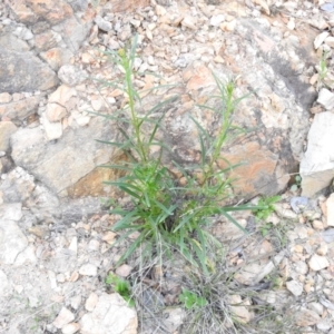 Xerochrysum viscosum at Carwoola, NSW - 10 Oct 2021