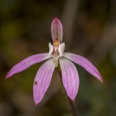 Caladenia fuscata (Dusky Fingers) at Bonner, ACT - 3 Oct 2021 by trevsci