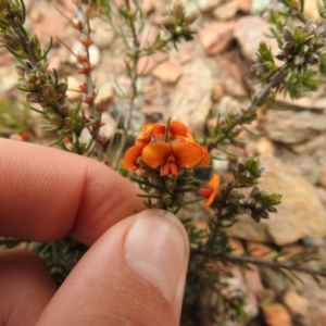 Dillwynia sericea at Carwoola, NSW - 10 Oct 2021