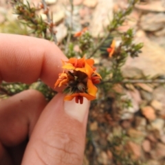 Dillwynia sericea at Carwoola, NSW - 10 Oct 2021