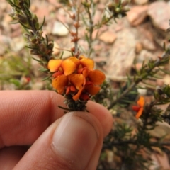 Dillwynia sericea at Carwoola, NSW - 10 Oct 2021