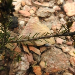 Dillwynia sericea at Carwoola, NSW - 10 Oct 2021