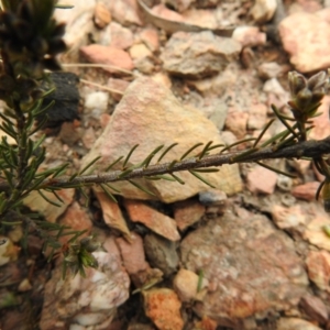 Dillwynia sericea at Carwoola, NSW - 10 Oct 2021