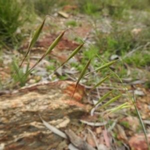 Avena sp. at Carwoola, NSW - 10 Oct 2021