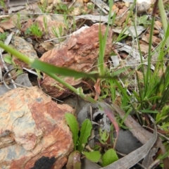 Avena sp. at Carwoola, NSW - 10 Oct 2021