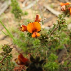 Pultenaea procumbens at Carwoola, NSW - 10 Oct 2021