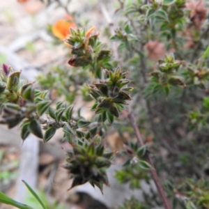 Pultenaea procumbens at Carwoola, NSW - 10 Oct 2021