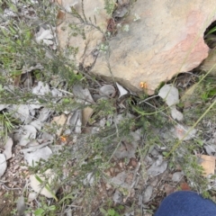 Dillwynia sericea (Egg And Bacon Peas) at Carwoola, NSW - 10 Oct 2021 by Liam.m