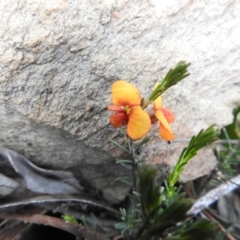 Dillwynia sericea at Carwoola, NSW - 10 Oct 2021