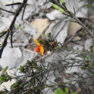 Dillwynia sericea at Carwoola, NSW - 10 Oct 2021