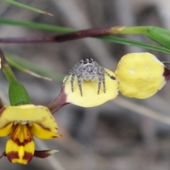 Cytaea severa (Severe Cytaea) at Stromlo, ACT - 10 Oct 2021 by RobG1