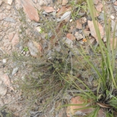 Dillwynia sericea (Egg And Bacon Peas) at Carwoola, NSW - 10 Oct 2021 by Liam.m