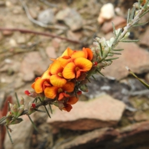 Dillwynia sericea at Carwoola, NSW - 10 Oct 2021