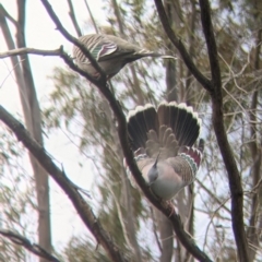 Ocyphaps lophotes (Crested Pigeon) at Leeton, NSW - 10 Oct 2021 by Darcy