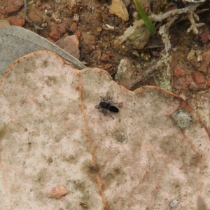 Maratus proszynskii at Carwoola, NSW - suppressed