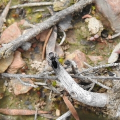 Maratus proszynskii at Carwoola, NSW - suppressed