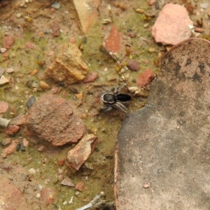 Maratus proszynskii at Carwoola, NSW - 10 Oct 2021