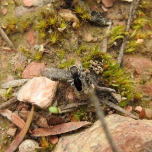 Maratus proszynskii at Carwoola, NSW - suppressed