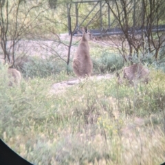 Macropus giganteus (Eastern Grey Kangaroo) at Leeton, NSW - 9 Oct 2021 by Darcy