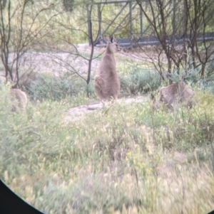 Macropus giganteus at Leeton, NSW - 10 Oct 2021