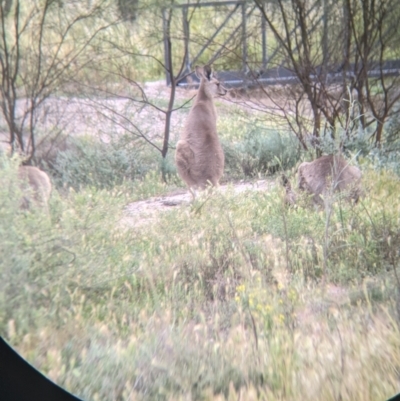 Macropus giganteus (Eastern Grey Kangaroo) at Leeton, NSW - 10 Oct 2021 by Darcy