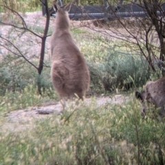 Macropus giganteus at Leeton, NSW - 10 Oct 2021