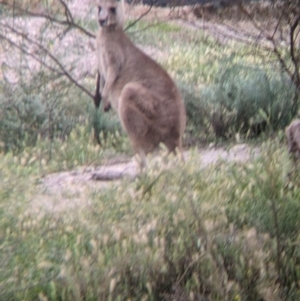 Macropus giganteus at Leeton, NSW - 10 Oct 2021