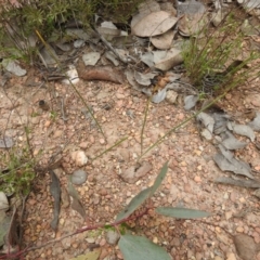 Corunastylis sp. (A Midge Orchid) at Carwoola, NSW - 10 Oct 2021 by Liam.m