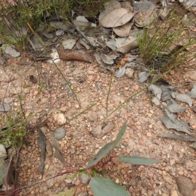 Corunastylis sp. (A Midge Orchid) at Carwoola, NSW - 10 Oct 2021 by Liam.m