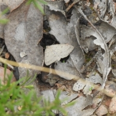 Taxeotis reserata (A Geometer moth) at QPRC LGA - 10 Oct 2021 by Liam.m