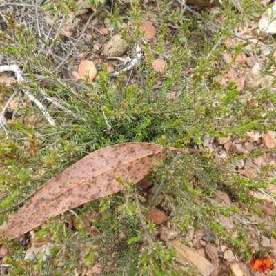 Dillwynia sericea (Egg And Bacon Peas) at Carwoola, NSW - 10 Oct 2021 by Liam.m