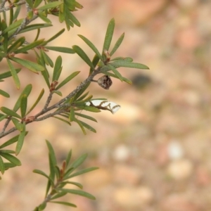 Ocystola paulinella at Carwoola, NSW - 10 Oct 2021