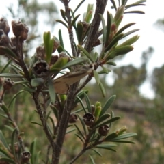 Philobota undescribed species near arabella (A concealer moth) at Carwoola, NSW - 10 Oct 2021 by Liam.m