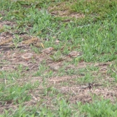 Taeniopygia guttata (Zebra Finch) at Leeton, NSW - 9 Oct 2021 by Darcy