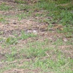 Taeniopygia guttata at Leeton, NSW - 10 Oct 2021