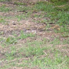 Taeniopygia guttata at Leeton, NSW - 10 Oct 2021