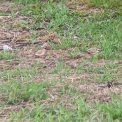 Taeniopygia guttata at Leeton, NSW - 10 Oct 2021