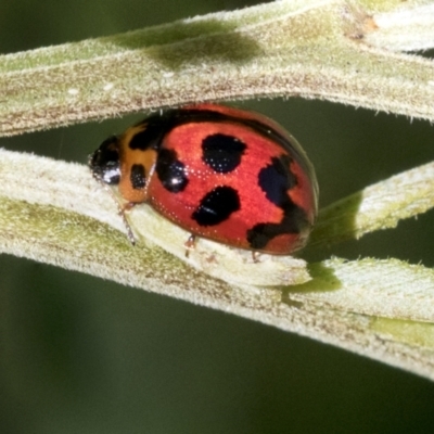 Peltoschema oceanica (Oceanica leaf beetle) at Hawker, ACT - 4 Oct 2021 by AlisonMilton