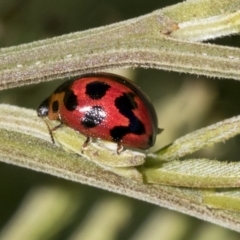 Peltoschema oceanica at Hawker, ACT - 4 Oct 2021