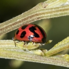 Peltoschema oceanica at Hawker, ACT - 4 Oct 2021