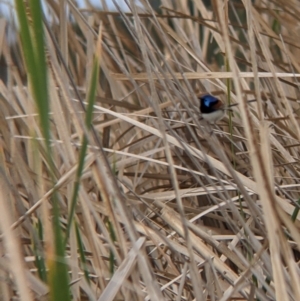 Malurus assimilis at Leeton, NSW - 10 Oct 2021