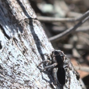 Maratus proszynskii at Tennent, ACT - 9 Oct 2021 11:30 AM