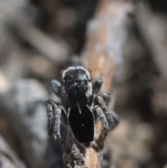 Maratus proszynskii at Tennent, ACT - 9 Oct 2021 11:30 AM