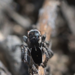 Maratus proszynskii at Tennent, ACT - 9 Oct 2021 11:30 AM