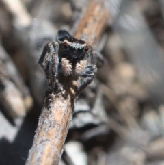 Maratus proszynskii at Tennent, ACT - 9 Oct 2021 11:30 AM