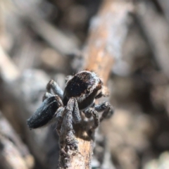 Maratus proszynskii at Tennent, ACT - 9 Oct 2021 11:30 AM