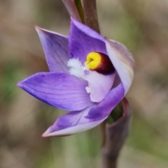 Thelymitra pauciflora at Stromlo, ACT - 10 Oct 2021