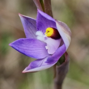 Thelymitra pauciflora at Stromlo, ACT - suppressed