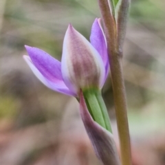 Thelymitra pauciflora at Stromlo, ACT - suppressed