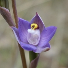 Thelymitra pauciflora at Stromlo, ACT - 10 Oct 2021